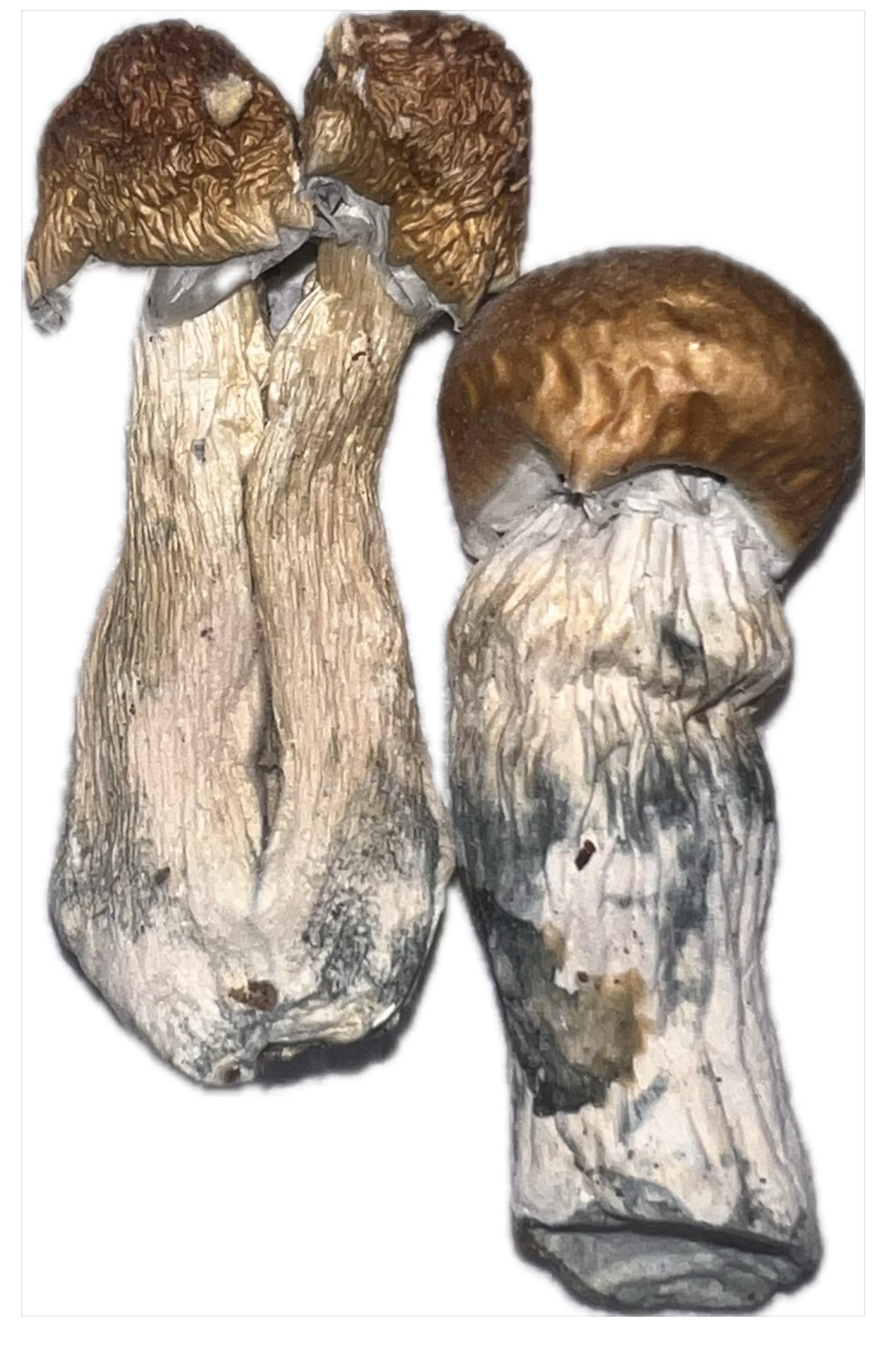 Albino Shrooms